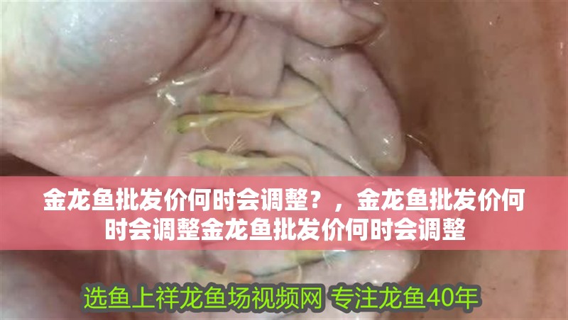 金龍魚批發價何時會調整？，金龍魚批發價何時會調整金龍魚批發價何時會調整