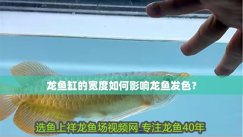 龍魚(yú)缸的寬度如何影響龍魚(yú)發(fā)色？