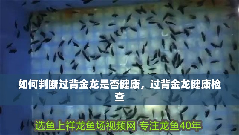 如何判斷過背金龍是否健康，過背金龍健康檢查