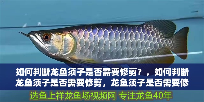 如何判斷龍魚須子是否需要修剪？，如何判斷龍魚須子是否需要修剪，龍魚須子是否需要修剪