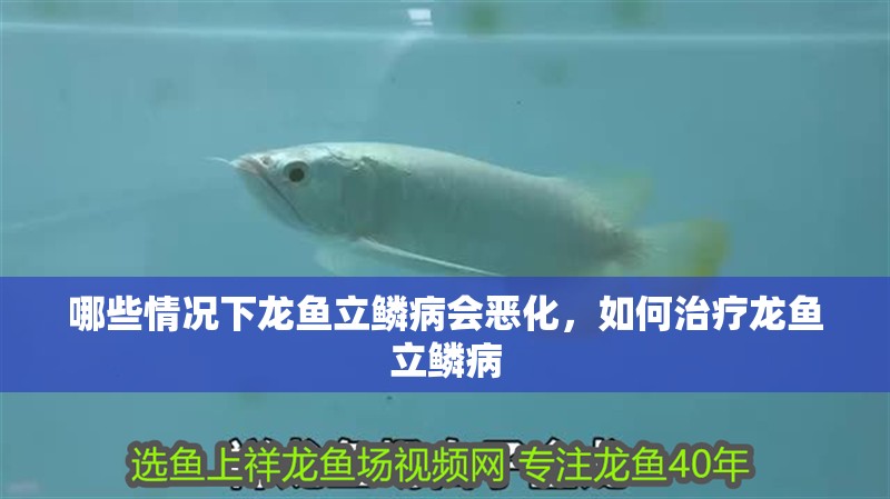 哪些情況下龍魚(yú)立鱗病會(huì)惡化，如何治療龍魚(yú)立鱗病