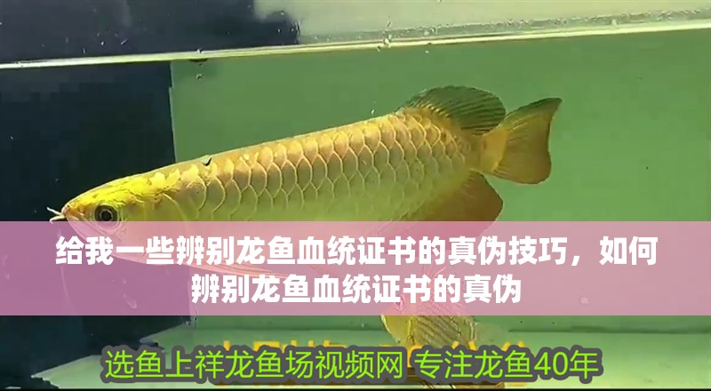 給我一些辨別龍魚血統證書的真偽技巧，如何辨別龍魚血統證書的真偽