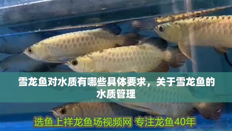 雪龍魚對水質有哪些具體要求，關于雪龍魚的水質管理