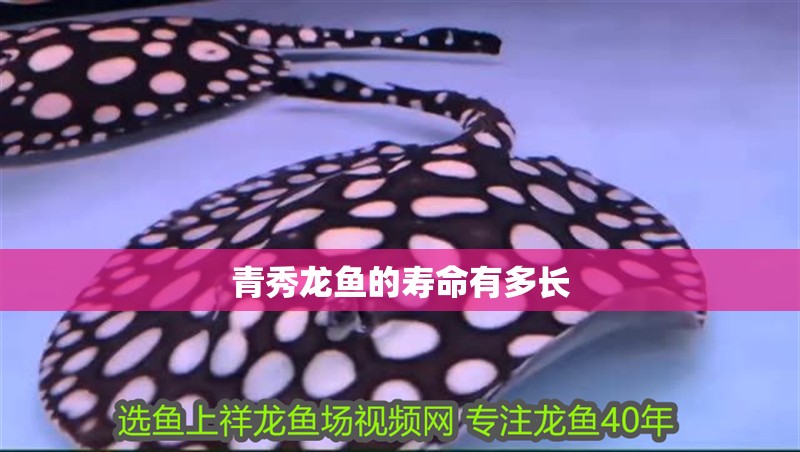 青秀龍魚的壽命有多長