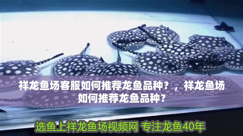 祥龍魚場客服如何推薦龍魚品種？，祥龍魚場如何推薦龍魚品種？