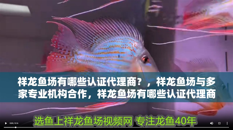 祥龍魚場有哪些認證代理商？，祥龍魚場與多家專業機構合作，祥龍魚場有哪些認證代理商