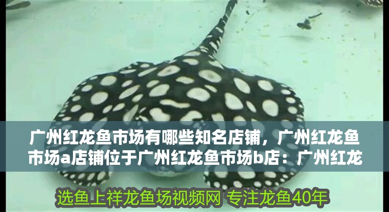 廣州紅龍魚市場有哪些知名店鋪，廣州紅龍魚市場a店鋪位于廣州紅龍魚市場b店：廣州紅龍魚市場