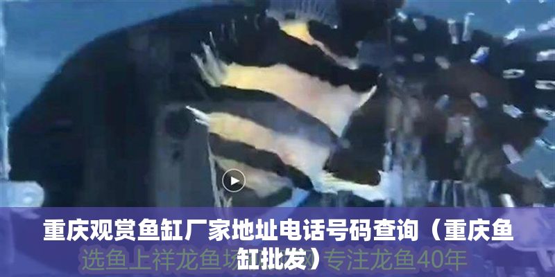 重慶觀賞魚缸廠家地址電話號碼查詢（重慶魚缸批發(fā)）