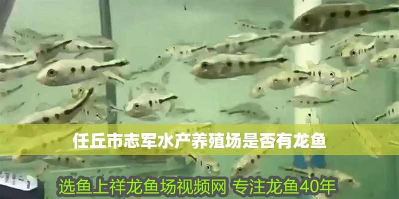 任丘市志軍水產養殖場是否有龍魚
