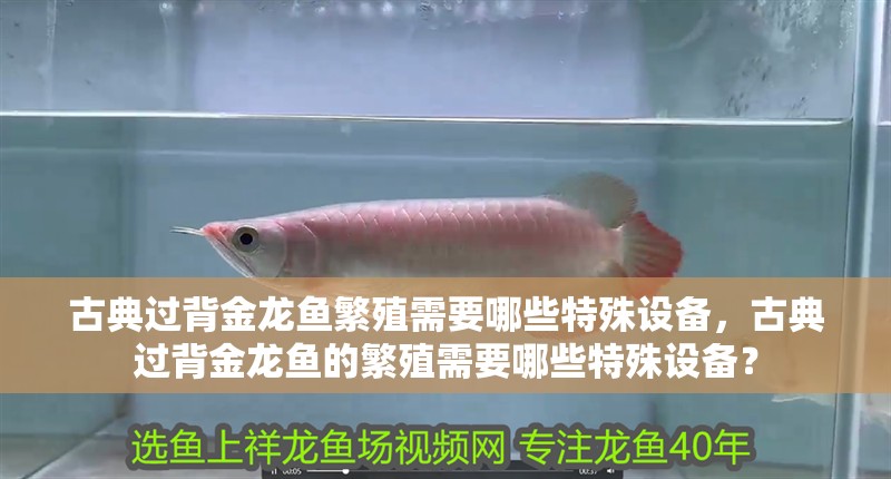 古典過背金龍魚繁殖需要哪些特殊設(shè)備，古典過背金龍魚的繁殖需要哪些特殊設(shè)備？