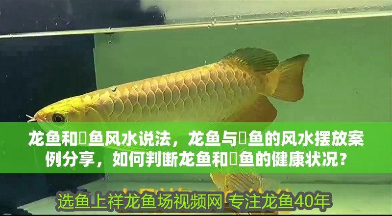 龍魚和魟魚風水說法，龍魚與魟魚的風水擺放案例分享，如何判斷龍魚和魟魚的健康狀況？