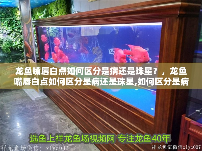 龍魚嘴唇白點如何區分是病還是珠星？，龍魚嘴唇白點如何區分是病還是珠星,如何區分是病還是珠星