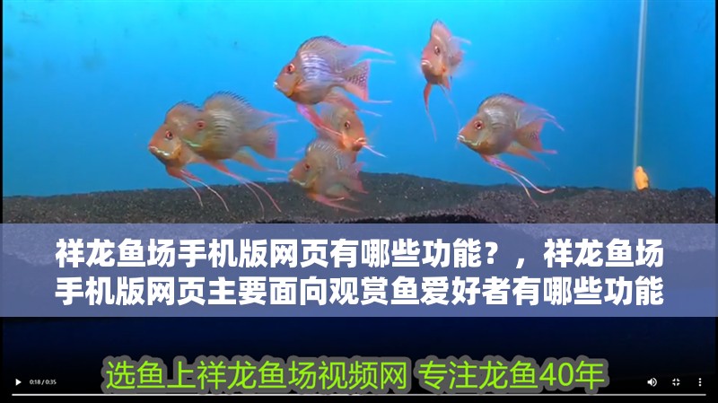祥龍魚場手機版網頁有哪些功能？，祥龍魚場手機版網頁主要面向觀賞魚愛好者有哪些功能