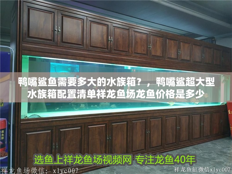 鴨嘴鯊魚需要多大的水族箱？，鴨嘴鯊超大型水族箱配置清單祥龍魚場龍魚價格是多少