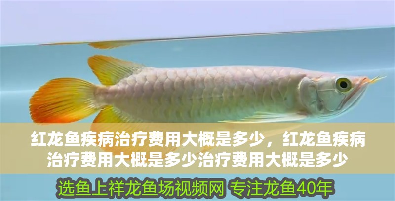 紅龍魚疾病治療費用大概是多少，紅龍魚疾病治療費用大概是多少治療費用大概是多少