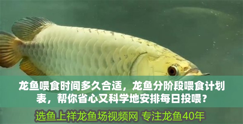 龍魚喂食時間多久合適，龍魚分階段喂食計劃表，幫你省心又科學地安排每日投喂？