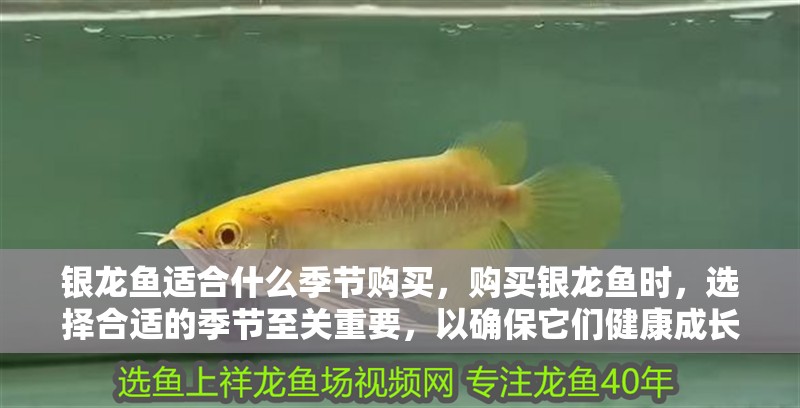 銀龍魚適合什么季節購買，購買銀龍魚時，選擇合適的季節至關重要，以確保它們健康成長