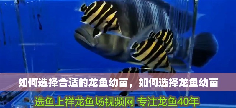 如何選擇合適的龍魚幼苗，如何選擇龍魚幼苗