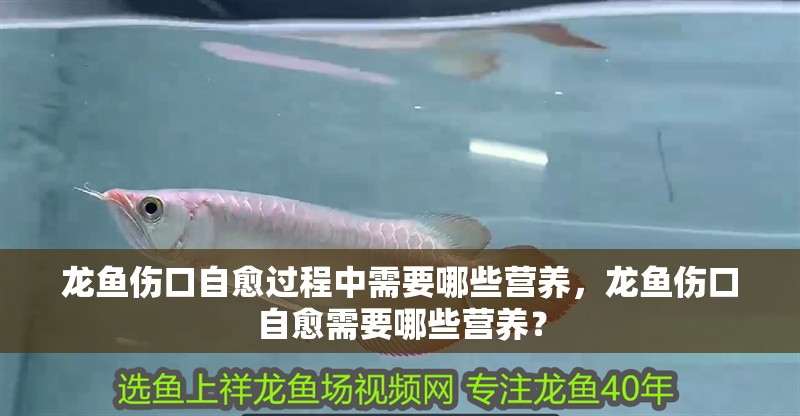 龍魚傷口自愈過程中需要哪些營養(yǎng)，龍魚傷口自愈需要哪些營養(yǎng)？