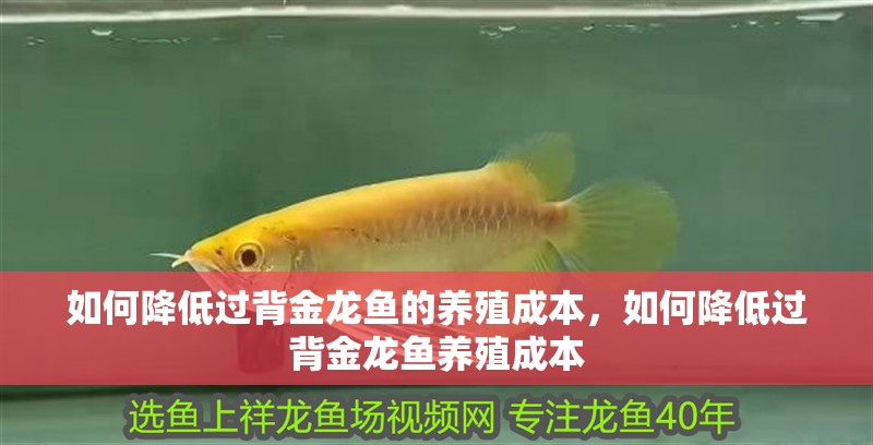 如何降低過背金龍魚的養(yǎng)殖成本，如何降低過背金龍魚養(yǎng)殖成本