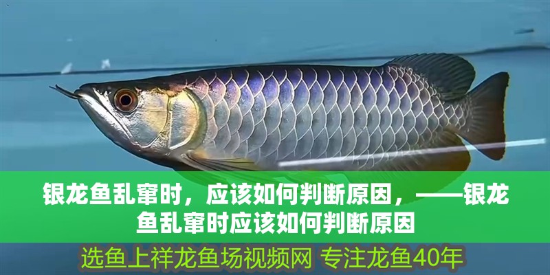 銀龍魚亂竄時，應該如何判斷原因，——銀龍魚亂竄時應該如何判斷原因