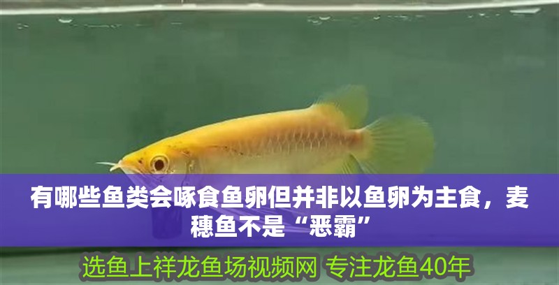 有哪些魚類會啄食魚卵但并非以魚卵為主食，麥穗魚不是“惡霸”