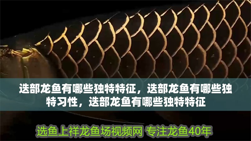迭部龍魚有哪些獨(dú)特特征，迭部龍魚有哪些獨(dú)特習(xí)性，迭部龍魚有哪些獨(dú)特特征