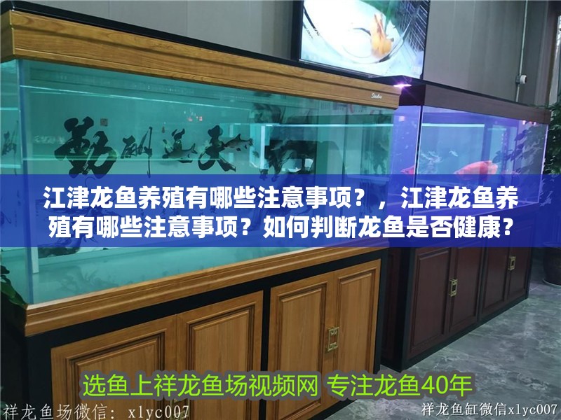 江津龍魚養(yǎng)殖有哪些注意事項？，江津龍魚養(yǎng)殖有哪些注意事項？如何判斷龍魚是否健康？