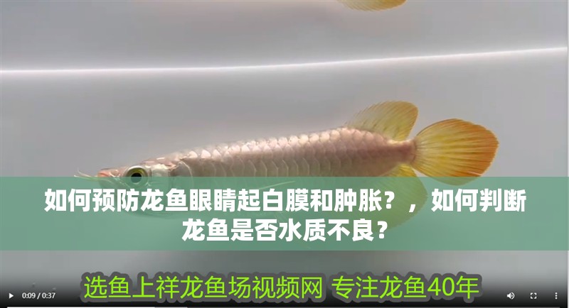 如何預防龍魚眼睛起白膜和腫脹？，如何判斷龍魚是否水質不良？