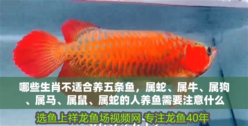 哪些生肖不適合養五條魚，屬蛇、屬牛、屬狗、屬馬、屬鼠、屬蛇的人養魚需要注意什么