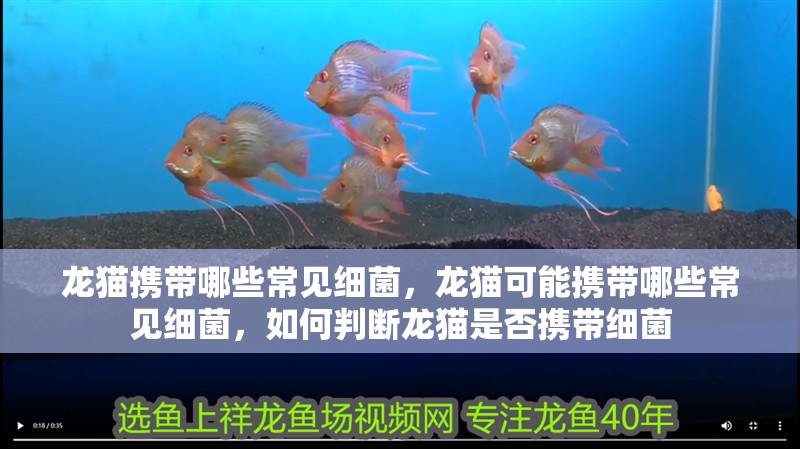 龍貓攜帶哪些常見細菌，龍貓可能攜帶哪些常見細菌，如何判斷龍貓是否攜帶細菌
