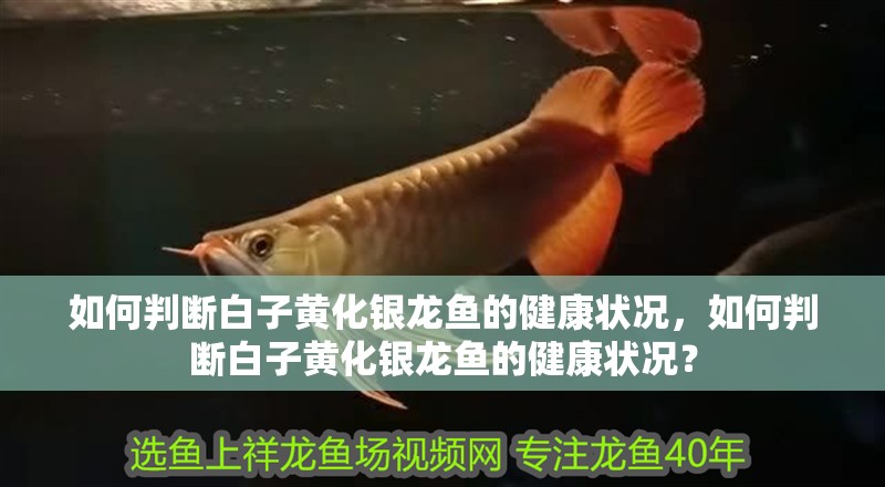 如何判斷白子黃化銀龍魚的健康狀況，如何判斷白子黃化銀龍魚的健康狀況？