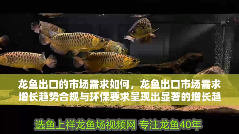龍魚出口的市場需求如何，龍魚出口市場需求增長趨勢合規與環保要求呈現出顯著的增長趨勢