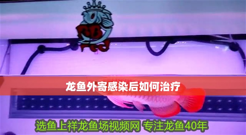 龍魚外寄感染后如何治療