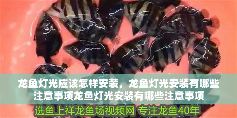 龍魚燈光應該怎樣安裝，龍魚燈光安裝有哪些注意事項龍魚燈光安裝有哪些注意事項