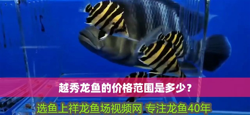 越秀龍魚的價格范圍是多少？