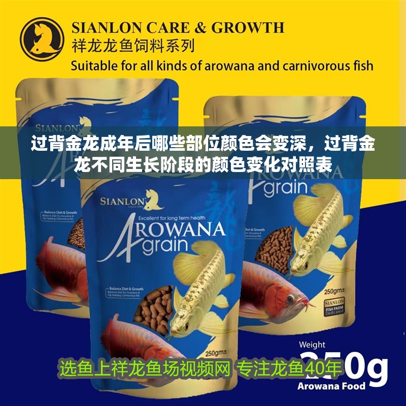 過背金龍成年后哪些部位顏色會變深，過背金龍不同生長階段的顏色變化對照表