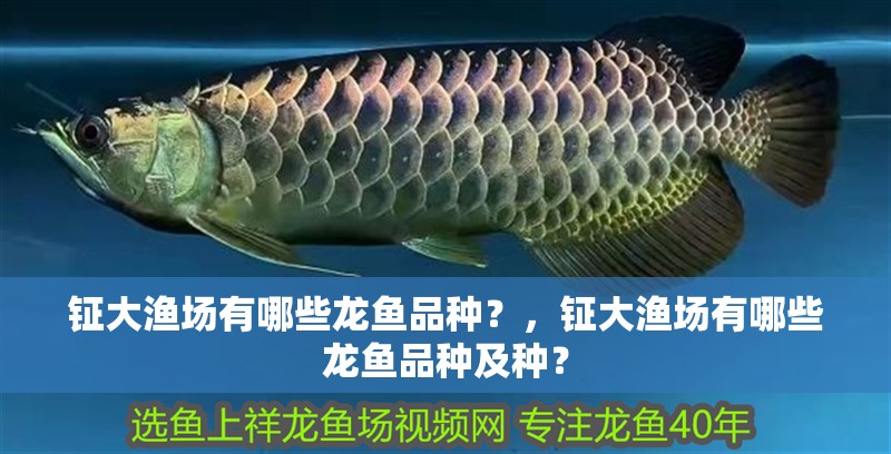 鉦大漁場有哪些龍魚品種？，鉦大漁場有哪些龍魚品種及種？