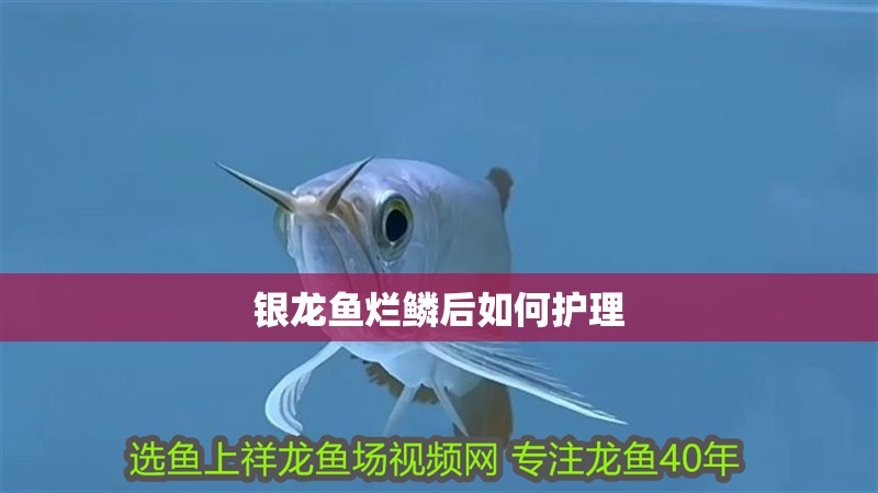 銀龍魚爛鱗后如何護理