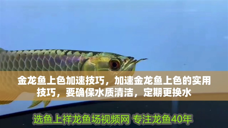金龍魚上色加速技巧，加速金龍魚上色的實用技巧，要確保水質清潔，定期更換水