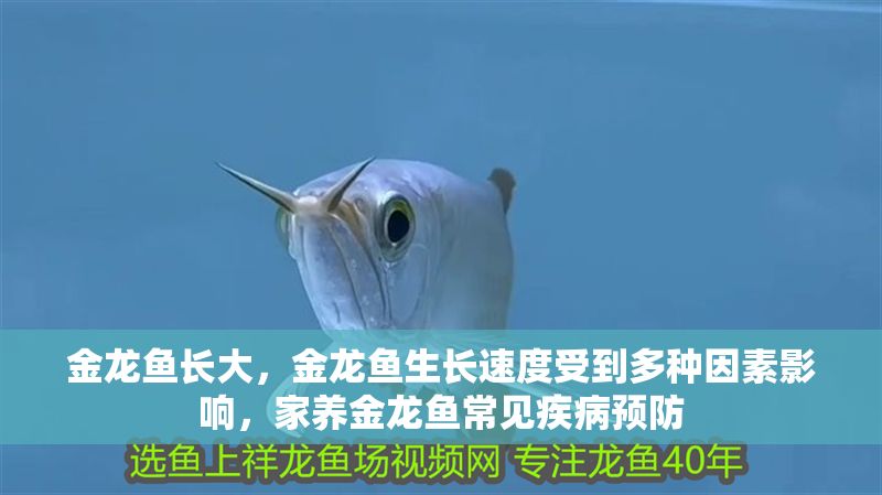 金龍魚長大，金龍魚生長速度受到多種因素影響，家養(yǎng)金龍魚常見疾病預防