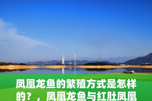 鳳凰龍魚(yú)的繁殖方式是怎樣的？，鳳凰龍魚(yú)與紅肚鳳凰魚(yú)繁殖對(duì)比表，鳳凰龍魚(yú)繁殖對(duì)比表