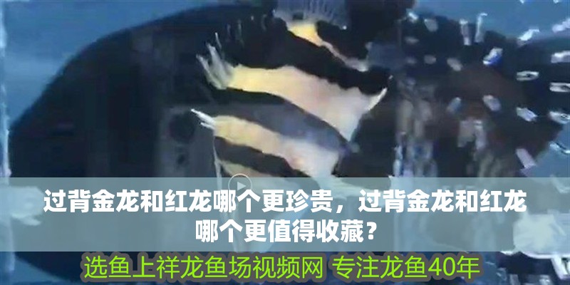 過背金龍和紅龍哪個更珍貴，過背金龍和紅龍哪個更值得收藏？