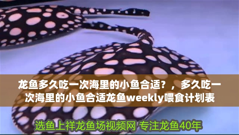 龍魚多久吃一次海里的小魚合適？，多久吃一次海里的小魚合適龍魚weekly喂食計劃表