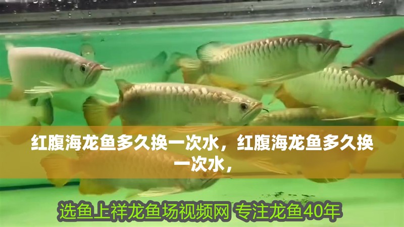 紅腹海龍魚多久換一次水，紅腹海龍魚多久換一次水，
