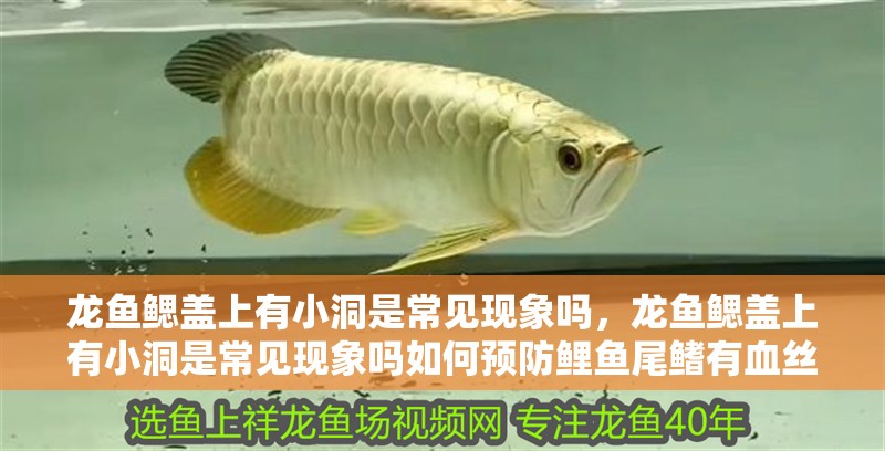 龍魚鰓蓋上有小洞是常見現象嗎，龍魚鰓蓋上有小洞是常見現象嗎如何預防鯉魚尾鰭有血絲