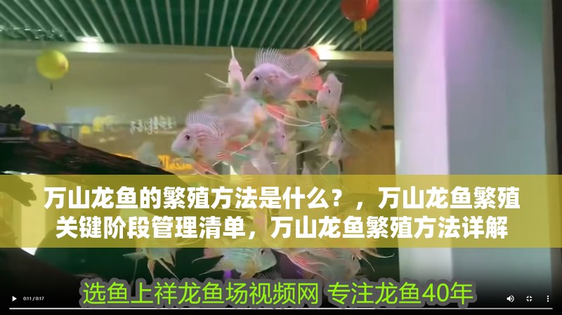 萬山龍魚的繁殖方法是什么？，萬山龍魚繁殖關(guān)鍵階段管理清單，萬山龍魚繁殖方法詳解