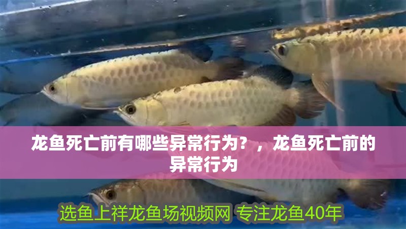 龍魚死亡前有哪些異常行為？，龍魚死亡前的異常行為