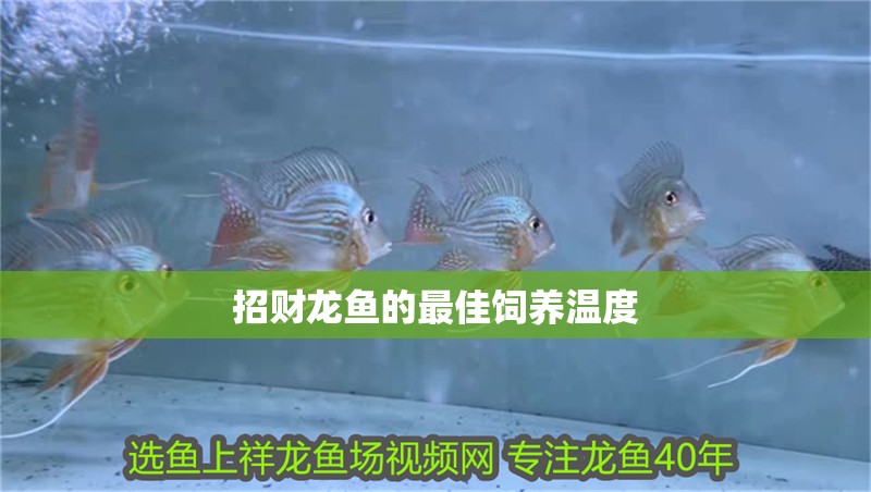 招財龍魚的最佳飼養溫度
