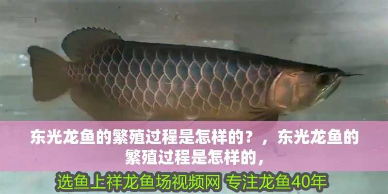 東光龍魚的繁殖過程是怎樣的？，東光龍魚的繁殖過程是怎樣的，
